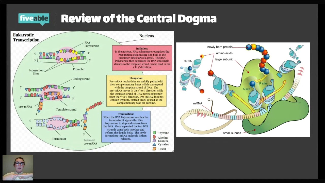 AP Biology - Unit 6 Review Gene Expression And Regulation - 2020 - YouTube