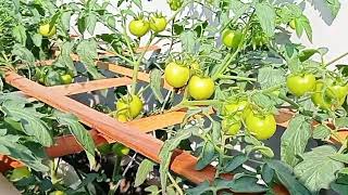 শীতকালে ছাদ কৃষি মাচায় টমেটো চাষ পদ্ধতি l Winter Vegetable Tomato