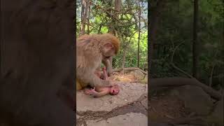 baby monkey playing with mom....#monkeybaby#monkeydluffy #monkeyfunny #shorts
