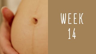 14 Weeks Pregnant - Pregnancy Week by Week