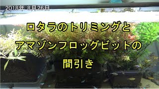 #042：ロタラのトリミングとアマゾンフロッグビットの間引き【Aquarium】120cm コリドラス水槽