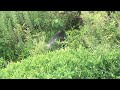 western lowland gorilla at the higashiyama zoo and botanical gardens september 17 2022. part 2