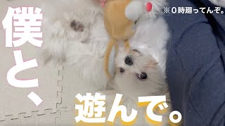 『マルチーズ』夜中に覚醒する愛犬の目のギラつきかたがヤバい。