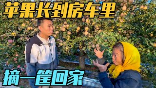 山东的苹果都长到房车里了，3RMB一斤装满筐，一家三口房车自驾游【家和远方的旅行】