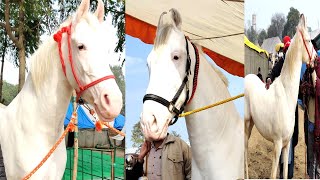 white marwadi mare in horse market of shri mukatsar sahib  Farming brain