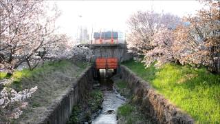 Sakura Sapporo 2017 5月4日 札幌 桜の名所 寒地土木研究所 千島桜並木 一般公開