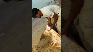 Fishing #jaffna #trending #fishcutting #யாழ்ப்பாணம் #fish #fishing #fishingvideos