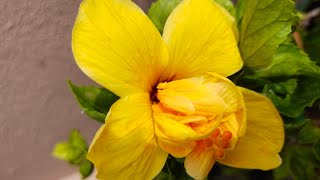 மனங்கவர் மஞ்சள் செம்பருத்தி/Yellow multipetal hibiscus/#shorts