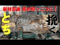 【とち原木製材】目割れで、一枚板が真っ二つに【木の店さんもく】Japanese Horse Chestnut  Sawing