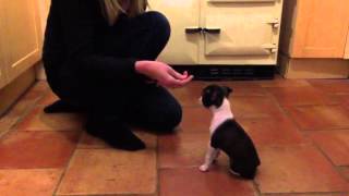 Clicker training puppy to lay down - Pet Perfection