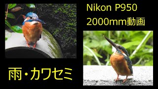 Nikon P950  2000mm動画　雨の中のカワセミ