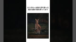 【雑学】カンガルーの知らないあるある #役に立つ雑学 #shorts #トリビア