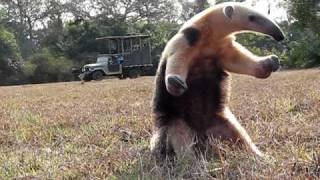 Southern Tamandua