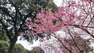 「天元宮」櫻花最密集的地方（聚元三聖殿）| 新北景點 | Sakura in Taiwan Tansui