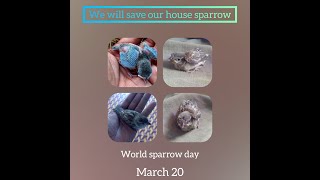 உலக சிட்டு குருவி தினம் மார்ச் 20 (we will save our house sparrow)🐣🐦❤️