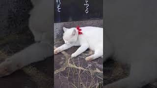 長崎　眼鏡橋　しろちゃん