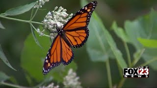 Video: FOX23 Investigates: Why we've seen a decline in monarch butterflies