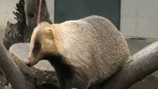 ニホンアナグマ（長野市 茶臼山動物園）