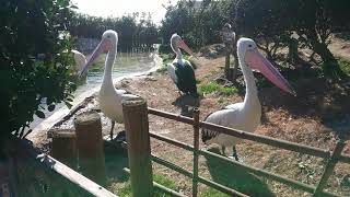 今日のペリカンさん♪ 鴨川シーワールドにて 2021年1月19日