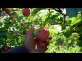 Now Picking Washington Wildfire Gala Apples in Royal City WA!