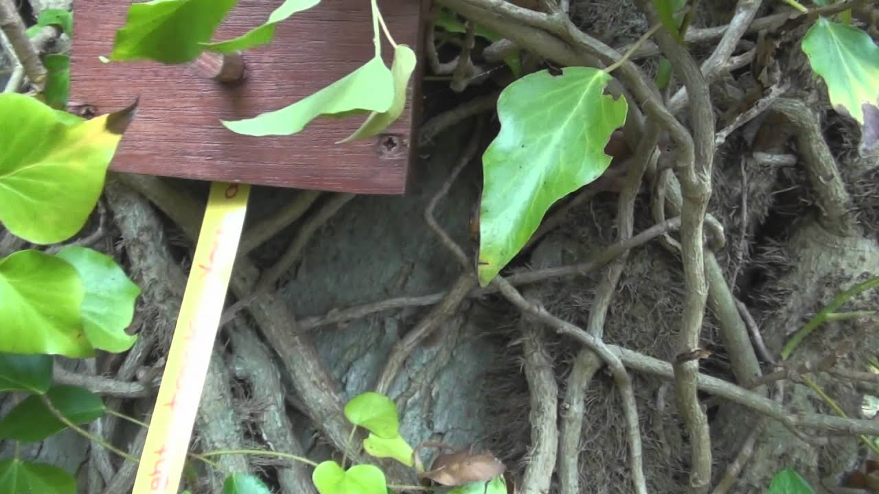 Freaking Awesome Geocache Youtube