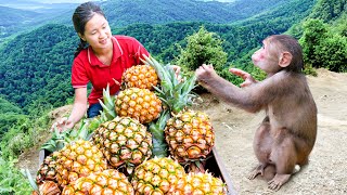 Harvesting PINEAPPLE Goes To Market Sell | Farming & Cooking | Tieu Tam Daily Life