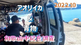 77【のんびりアオリイカと青物調査🎣】in和歌山中紀