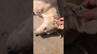 Cleaning ticks form dog #dailyvlogs #dogvlogs #ticka #cleaning #dog