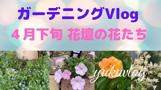 🌹４月下旬  庭に咲く花たち