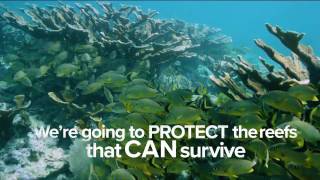 A Global Plan to Save Coral Reefs