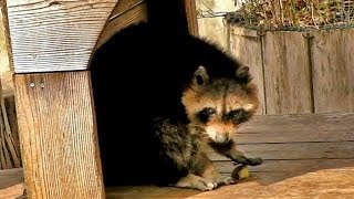 食事中のアライグマ （井の頭自然文化園）Common raccoon have a meal