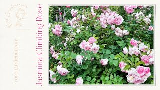 Jasmina Climbing Rose #climbingrose #climber #gardenrose #pinkrose