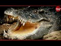 কুমির কেন পাথর খায় জানলে অবাক হবেন why do crocodiles eat stones crocodile animals