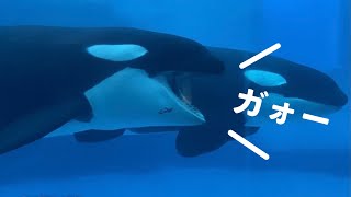 ステラ・リン怪獣現る！？　　　＠名古屋港水族館