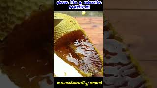 കോൽതേനീച്ചയുടെ മധുരമുള്ള തേൻ || The sweet honey of the Apis florea || തേനീച്ച വളർത്തൽ