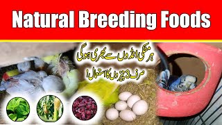 Best natural food for birds breeding Tips || Birds Breeding Tips || Best Breeding Tips