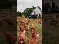 how we move 1000 laying hens everyday to fresh pasture