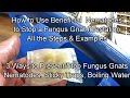 3 Ways to Prevent/Stop Fungus Gnat Infestations: How to Use Nematodes, Yellow Traps & Boiling Water