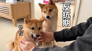 飼い主に初めて反抗した子犬に対する姉柴の行動に感動しました！