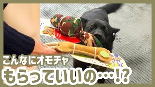 【甲斐犬】お土産を持って遊びに来てくれたお客さまを大歓迎する甲斐犬が可愛すぎる〜！