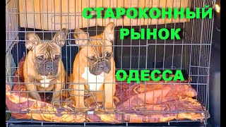 Одесса, Староконный (собачий) рынок поражает контрастами.