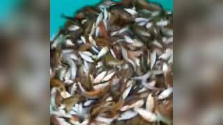 Amur carp fish seed #Amur_carp_fish #fish_farming