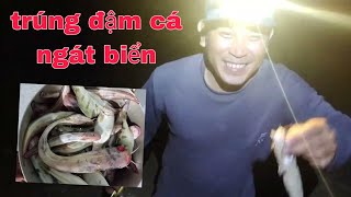 Trúng đậm ổ cá Ngát biển cá ăn liên tục không ngừng