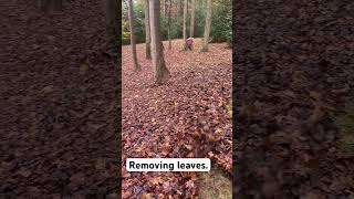 Removing leaves.