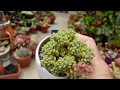 succulent galore care tips u0026 more vlog 101 succulents u0026 coffee with liz