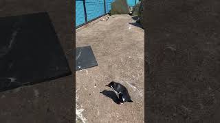 Cute walking penguin || Edinburgh zoo #Midhulaju #aju #trendingshorts #edinburghScotland #shorts