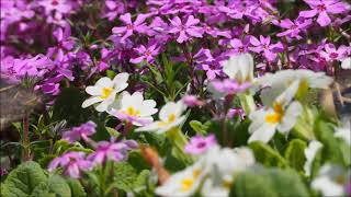 明宝奥住　國田家の芝桜