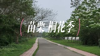 苗栗｜桐花季｜河濱公園｜銅鑼｜九華山天空步道｜雙峰山｜慈惠堂