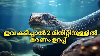 2 മിനിറ്റിൽ മനുഷ്യരെ കൊല്ലുന്ന മാരക വിഷമുള്ള പാമ്പുകൾ #facts #newfacts #newvideo #newyoutubevideo