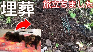 【子猫】5匹の子猫皆んなが虹の橋を渡りました